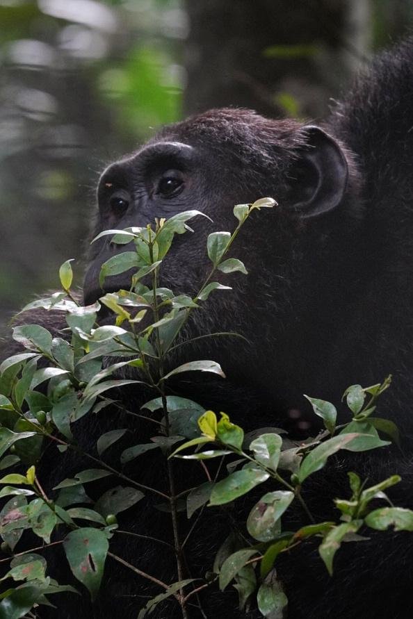 Uganda Ultimate Luxury Safari