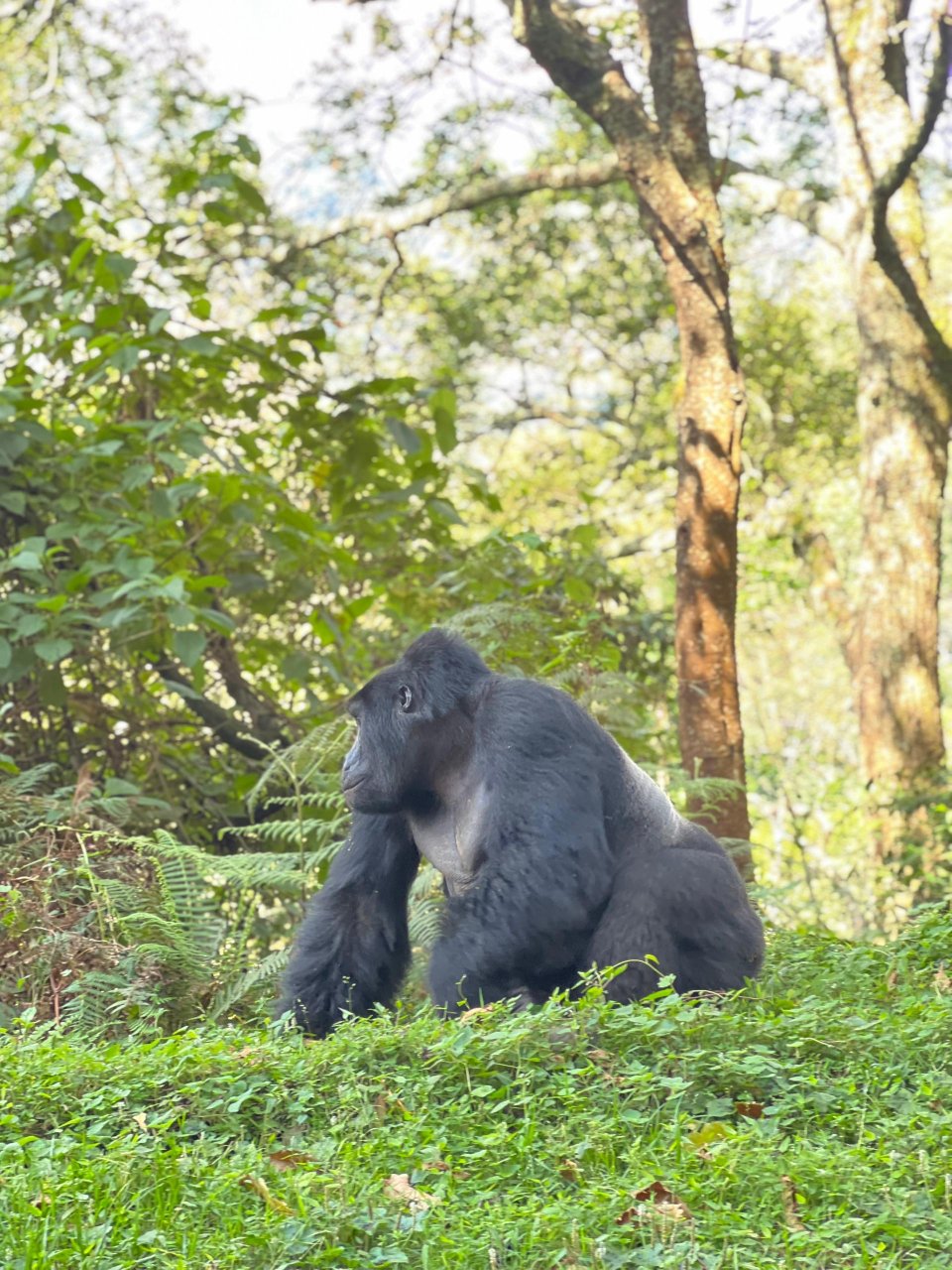 Gorillas & Chimps Luxury Safari