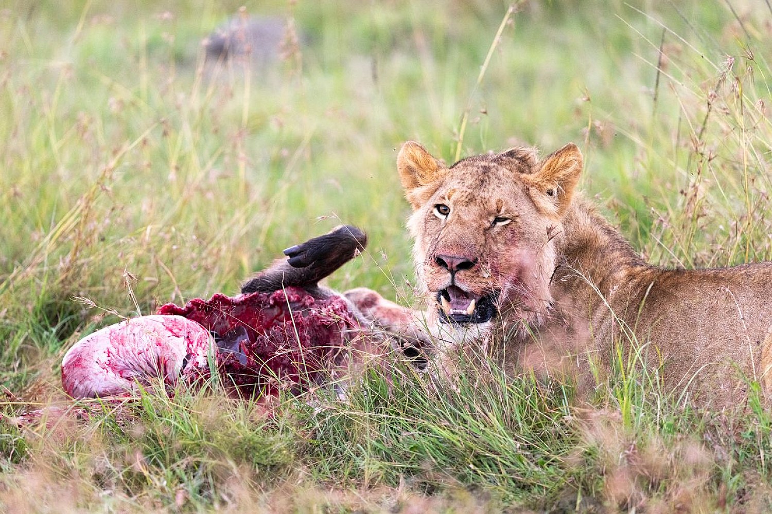 5-Day Tanzania Group Joining Safari